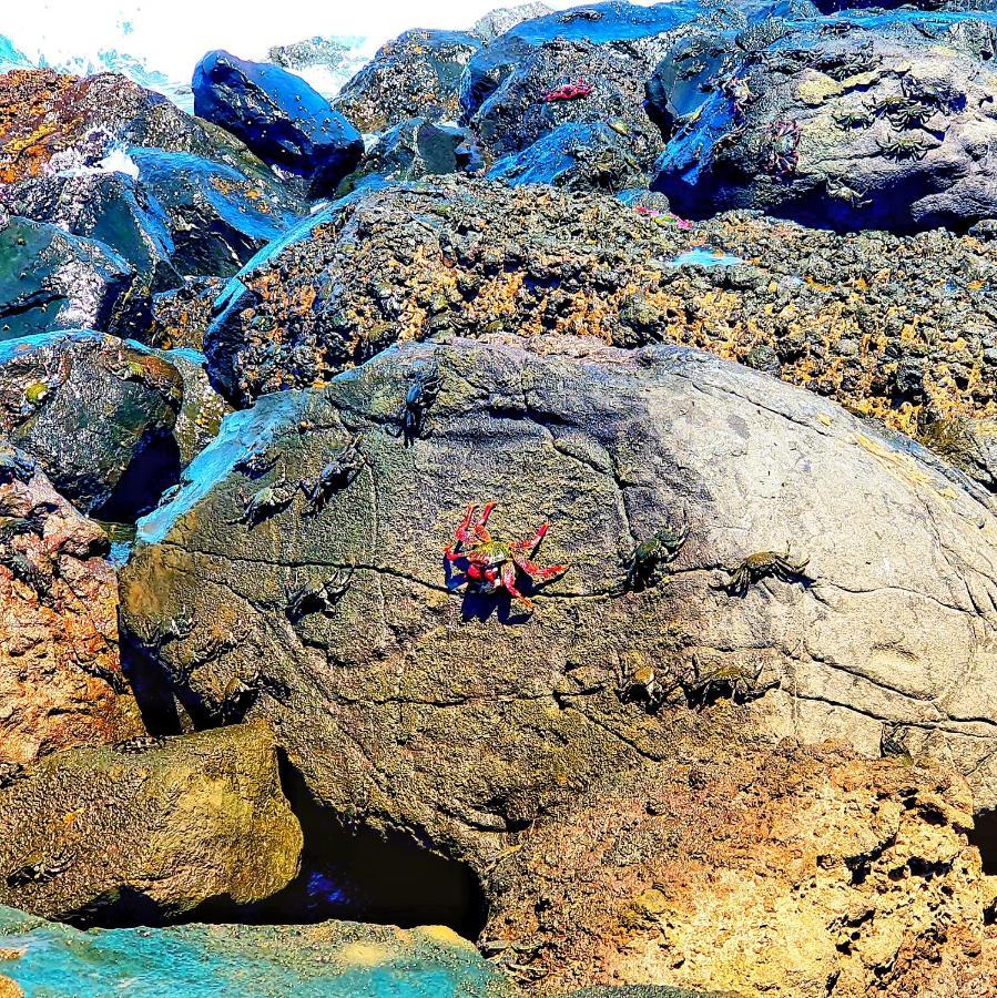 "The Red Crab Studio" By Bbhome At Gran Canaria Airport - Wifi 300 Mbps El Burrero Εξωτερικό φωτογραφία